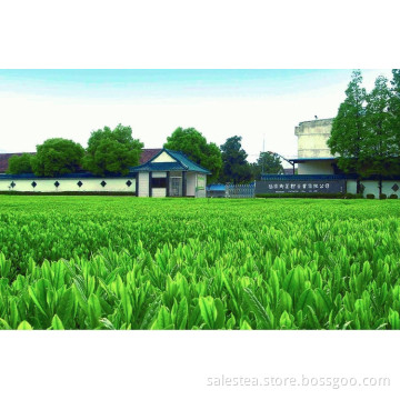 Japanese Bulk Wholesale Steamed GreenTea Bancha